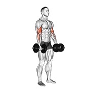 Flexii pentru biceps cu gantere