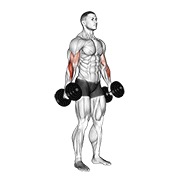 Flexii tip ciocan cu gantere v. 2
