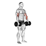Flexii inverse pentru biceps cu gantere