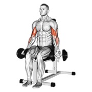 Flexii pentru biceps, așezat, cu gantera