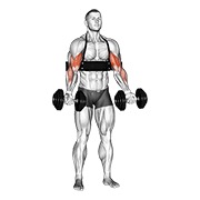 Flexii pentru biceps cu gantere (cu arm blaster)
