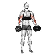 Flexii tip ciocan cu gantere (cu arm blaster)