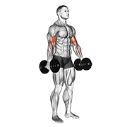 Flexii pentru biceps, în picioare, cu gantere