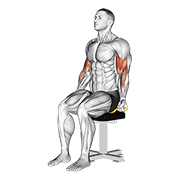 Flexii pentru biceps, așezat, cu bandă elastică